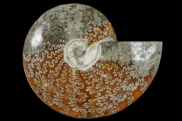 Polished Ammonite (Cleoniceras) Fossil - Madagascar #166398